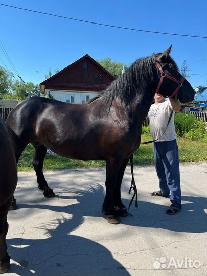 Лошади тяжеловозы кобылы