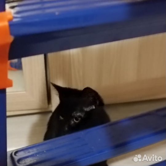 Кошка