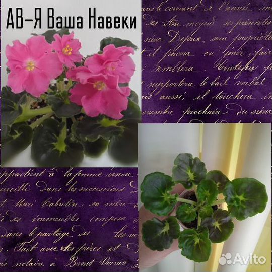 Детки сортовых фиалок