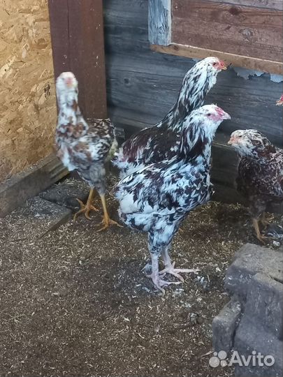 Орловские ситцевые, павловские золотые