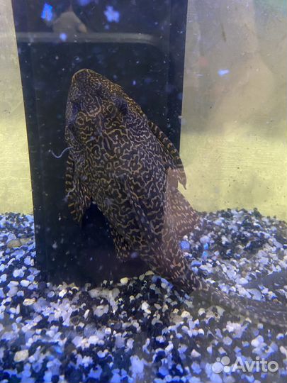 Аквариумный сом парчовый птеригоплихт
