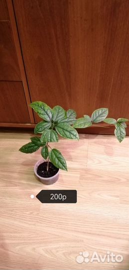 Клеродендрум томпсон