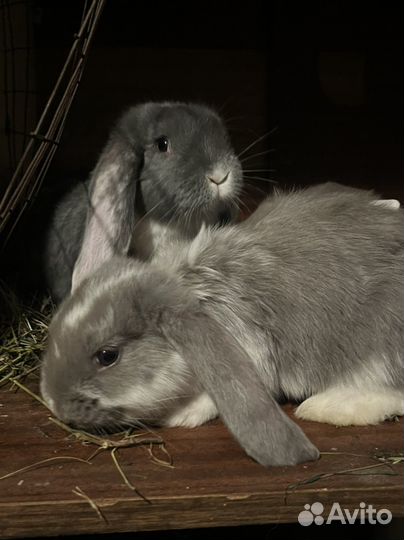 Французский баран