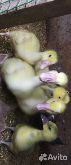 Цыплята Кобб 500,Гусята.Подростки.суточные