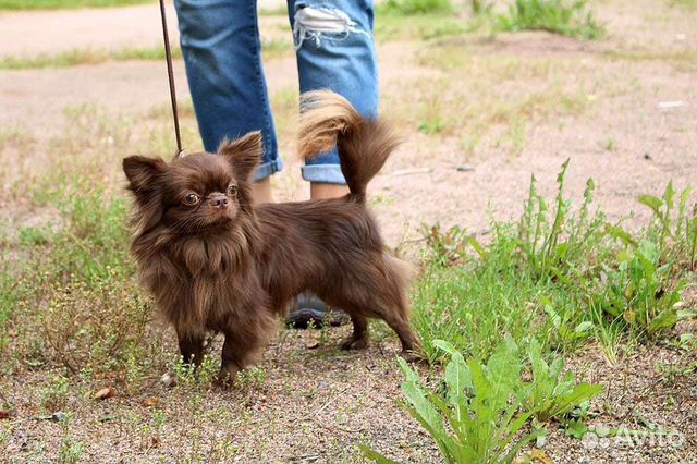 Вязка кобель чихуахуа купить в Санкт-Петербурге | Животные и зоотовары ...
