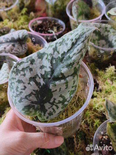 Сциндапсус Экзотика