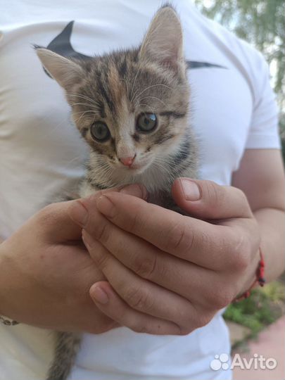 Котёнок (девочка )