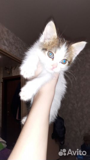Котята в добрые руки, все девочки