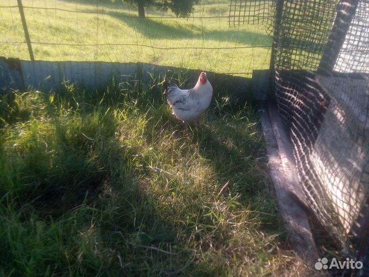 Куры петухи