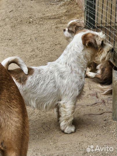 Щенки джек рассел терьер жесткошерстный