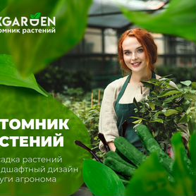 питомник - Купить растения 🌱 в Москве: цветы, саженцы, рассада | Недорогие  товары для дома и дачи | Авито