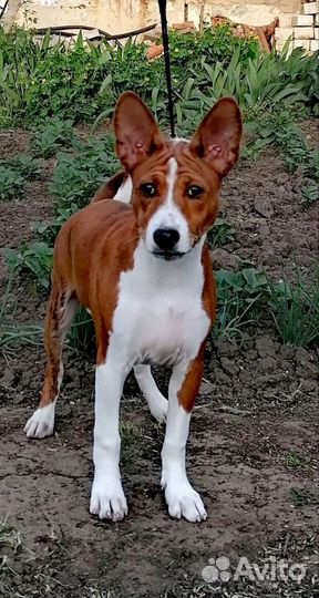 Басенджи щенки