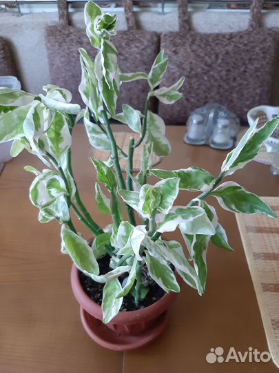 Педилантус