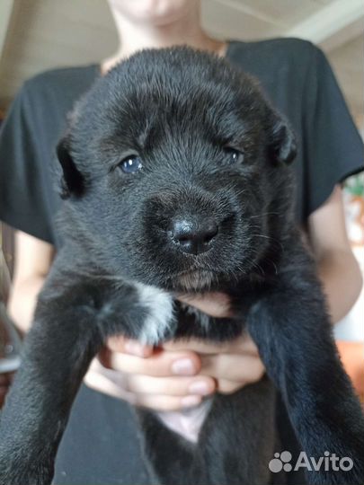 Щеноки в добрые руки