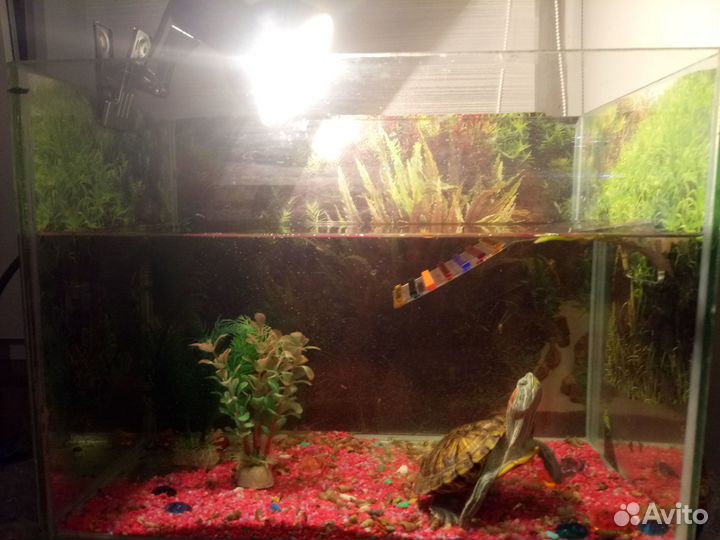 Аквариум