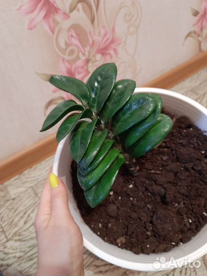 Замиокулькас зензи
