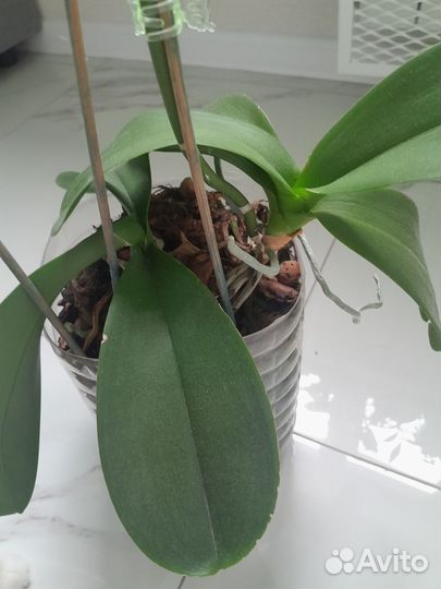 Орхидея фаленопсис