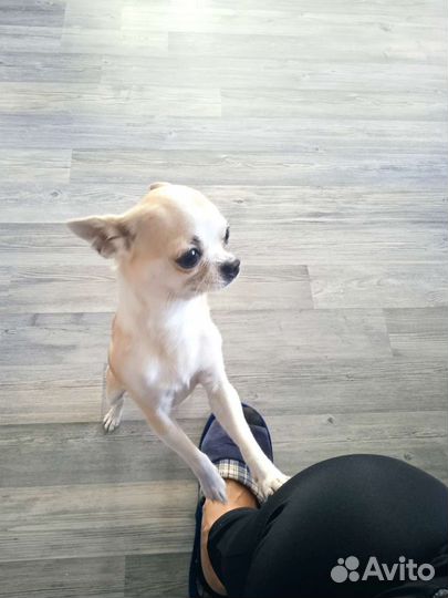 Щенки чихуахуа