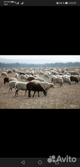 Овцы
