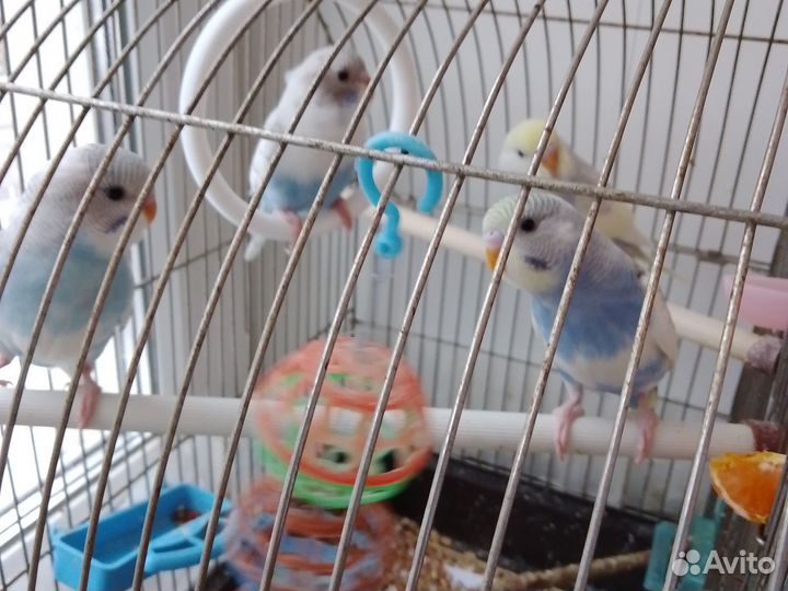 Попугайчики волнистые