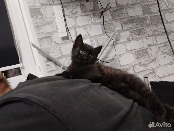 Котёнок в добрые руки