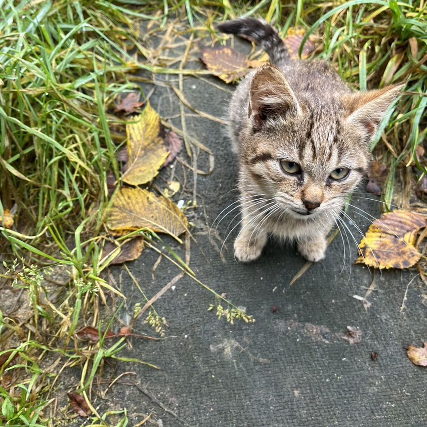 Котенок девочка 2 месяца