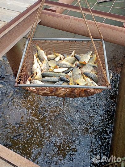 Карп живой оптом