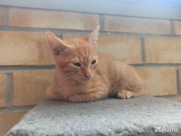 Отдаëм котят