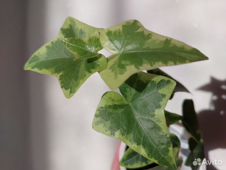 Плющ/Хедера