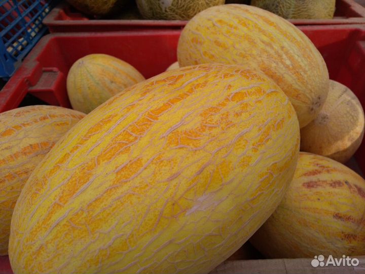 Дыни оптом
