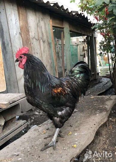 Петухи породы Лакеданзи, Синь-Синь-Дянь, Брама