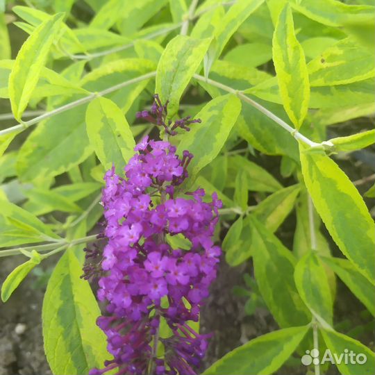 Декоративные кустарники