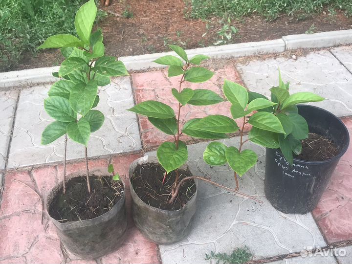 Саженцы китайского лимонника