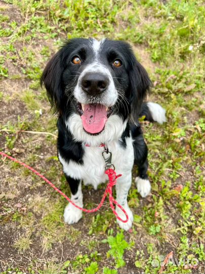 Собака метис Бордер колли со сеттером в дар