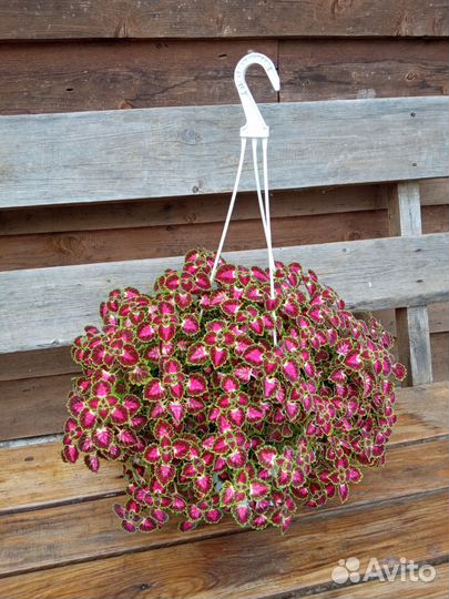 Колеус ампельный