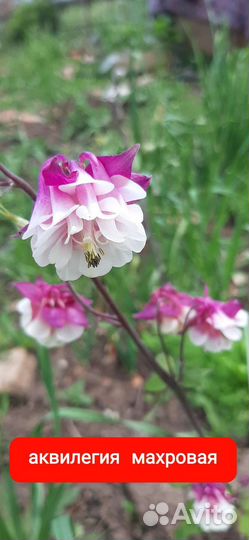 Аквилегия, водосбор
