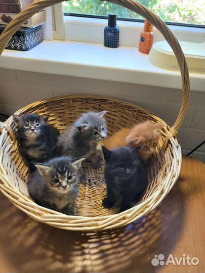 Кошки мейн-кун