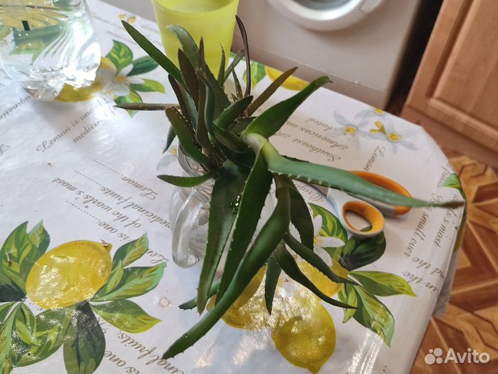 Алое лечебный