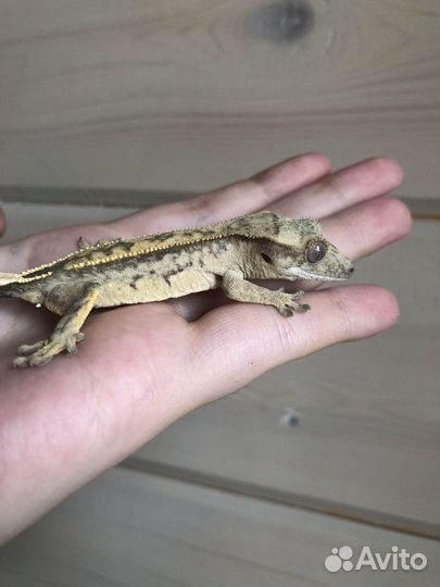 Реснитчатый бананоед