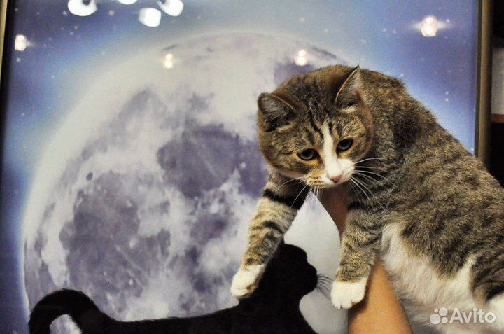 Котик Мурзик