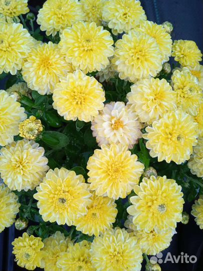 Хризантема Мультифлора