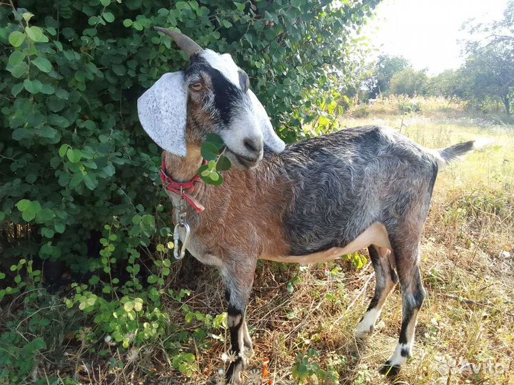 Нубийские козы