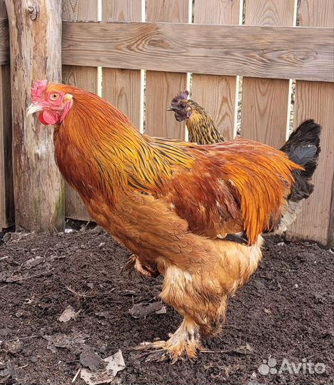 Молодые петухи