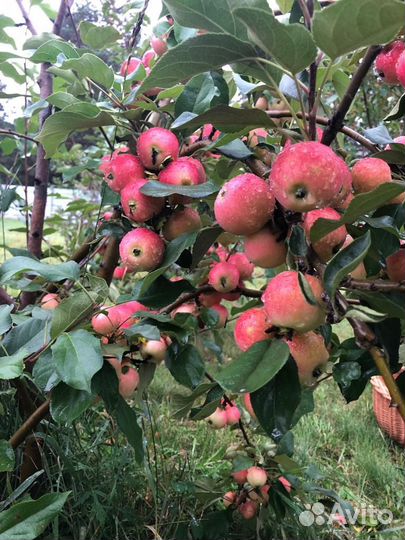 Саженцы яблони