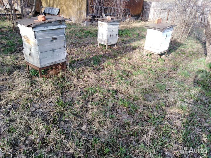 Пчелы и улья