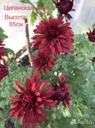 Хризантема