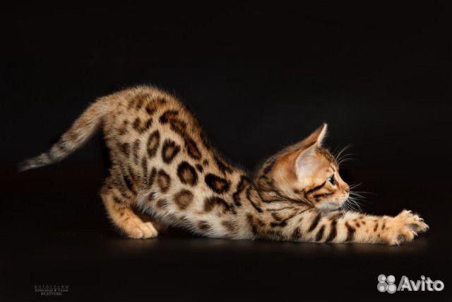 Бенгальская