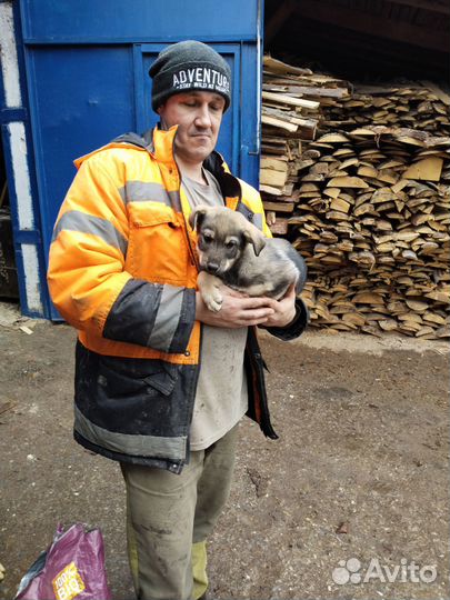 Щенки отличной сторожевой собоки