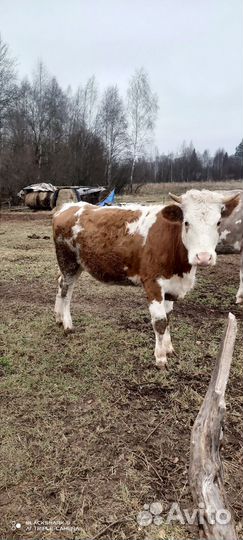 Корова стельная