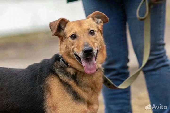 Симпатичная Тайга ищет дом, в добрые руки